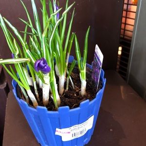 Meet your Posher, Rina